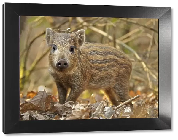 Wild boar (Sus scrofa) piglet in woodland undergrowth, Forest of Dean, Gloucestershire
