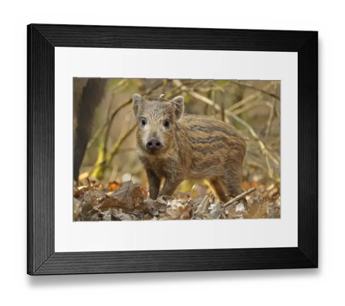 Framed Print : Wild boar (Sus scrofa) piglet in woodland undergrowth, Forest of Dean, Gloucestershire Framed Print : Wild boar (Sus scrofa) piglet in woodland undergrowth, Forest of Dean, Gloucestershire