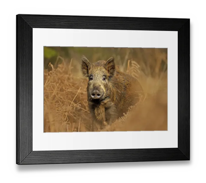 Framed Print : Wild boar (Sus scrofa) female in woodland undergrowth, Forest of Dean, Gloucestershire Framed Print : Wild boar (Sus scrofa) female in woodland undergrowth, Forest of Dean, Gloucestershire