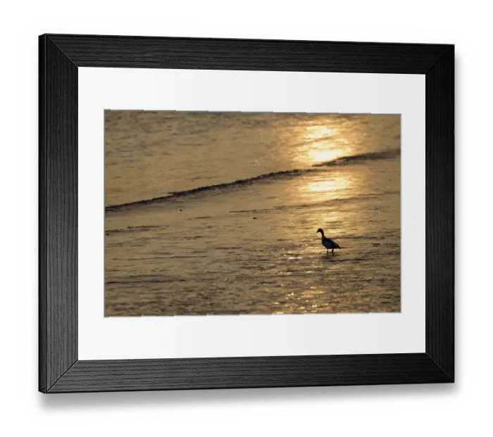 Framed Print : Sunrise over coastal mudflats with Shelduck feeding (Tadorna tadorna), Campfield Marsh RSPB reserve Framed Print : Sunrise over coastal mudflats with Shelduck feeding (Tadorna tadorna), Campfield Marsh RSPB reserve