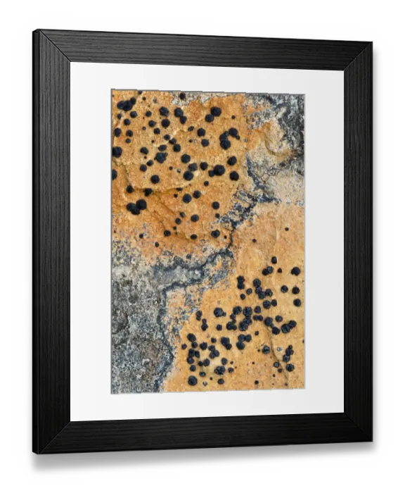 Framed Print : Close up of lichen on rock, Assynt Uplands, Scotland, UK, January Framed Print : Close up of lichen on rock, Assynt Uplands, Scotland, UK, January