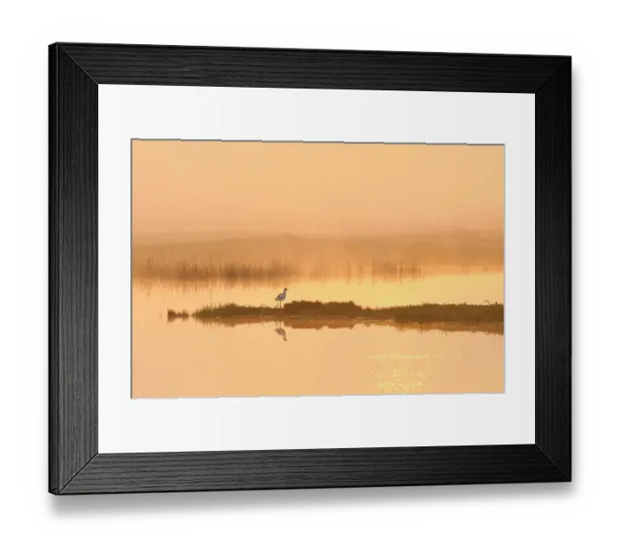 Framed Print : Avocet (Recurvirostra avosetta) in mist on grazing marsh at dawn, Thames Estuary, Elmley Marshes RSPB reserve, North Kent, UK, April 2011. 2020VISION Book Plate. 2020VISION press image Framed Print : Avocet (Recurvirostra avosetta) in mist on grazing marsh at dawn, Thames Estuary, Elmley Marshes RSPB reserve, North Kent, UK, April 2011. 2020VISION Book Plate. 2020VISION press image
