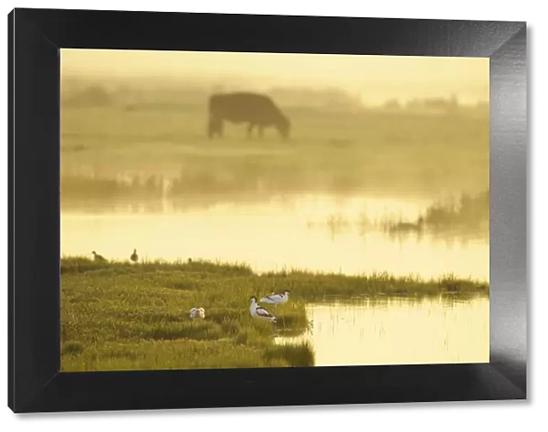 Avocet (Recurvirostra avosetta) in mist on grazing marsh at dawn with cattle grazing