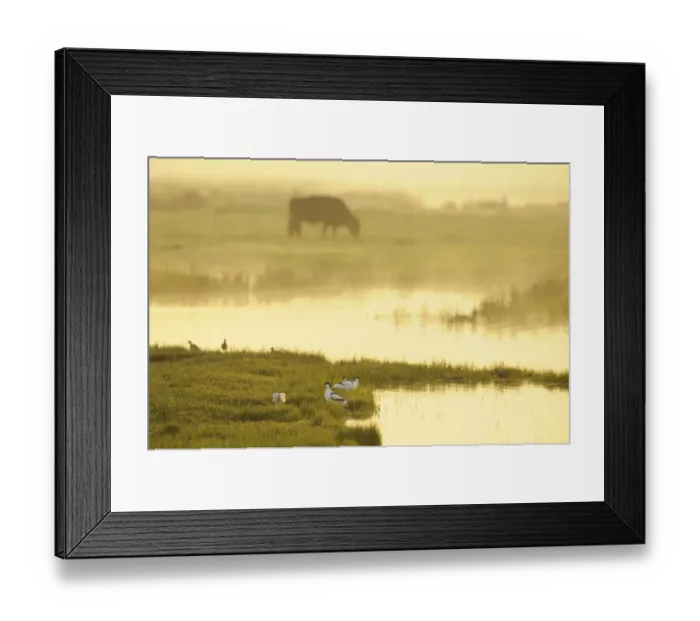 Framed Print : Avocet (Recurvirostra avosetta) in mist on grazing marsh at dawn with cattle grazing Framed Print : Avocet (Recurvirostra avosetta) in mist on grazing marsh at dawn with cattle grazing