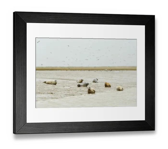 Framed Print : Common / Harbour seals (Phoca vitulina) hauled out on mudflats at saltmarsh, Wallasea Framed Print : Common / Harbour seals (Phoca vitulina) hauled out on mudflats at saltmarsh, Wallasea