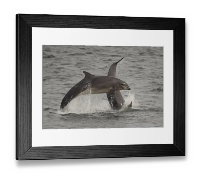 Framed Print : Bottle-nosed dolphins (Tursiops truncatus) breaching, Fortrose, Moray Firth, Scotland