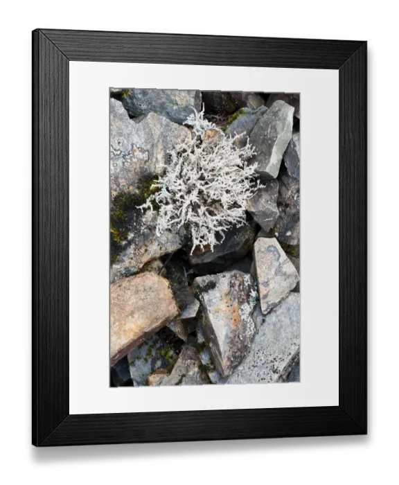 Framed Print : Lichen on rocks, Assynt Uplands, Scotland, UK, January Framed Print : Lichen on rocks, Assynt Uplands, Scotland, UK, January