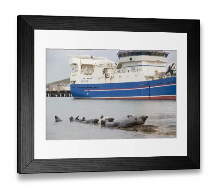 Framed Print : Grey seals (Halichoerus grypus) on haul out in fishing harbour with ferry in the background