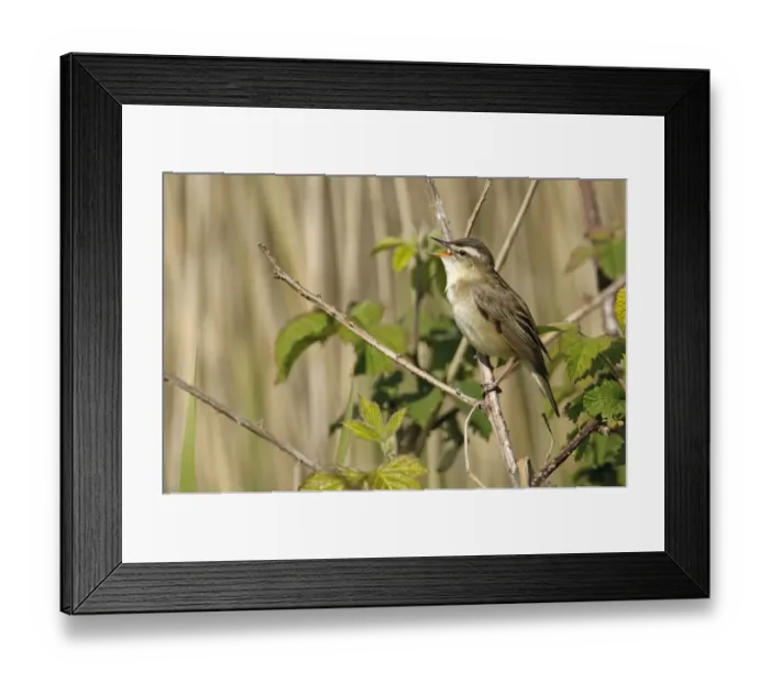 Framed Print : Sedge warbler (Acrocephalus schoenobaenus) adult perched, singing, Norfolk, UK, May Framed Print : Sedge warbler (Acrocephalus schoenobaenus) adult perched, singing, Norfolk, UK, May