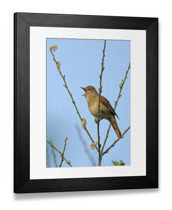 Framed Print : Common nightingale (Luscinia megarhynchos) adult perched, singing, Cambridgeshire Framed Print : Common nightingale (Luscinia megarhynchos) adult perched, singing, Cambridgeshire