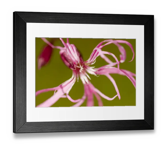 Framed Print : Ragged robin (Silene flos-cuculi) close-up of flower, Montiaghs Moss, County Antrim Framed Print : Ragged robin (Silene flos-cuculi) close-up of flower, Montiaghs Moss, County Antrim