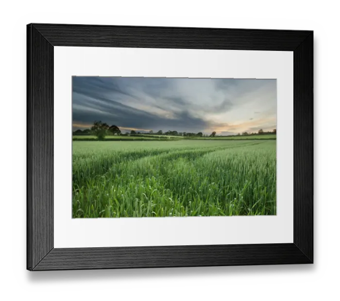 Framed Print : Farmland with wheat crop, Northern Ireland, UK, June 2011 Framed Print : Farmland with wheat crop, Northern Ireland, UK, June 2011