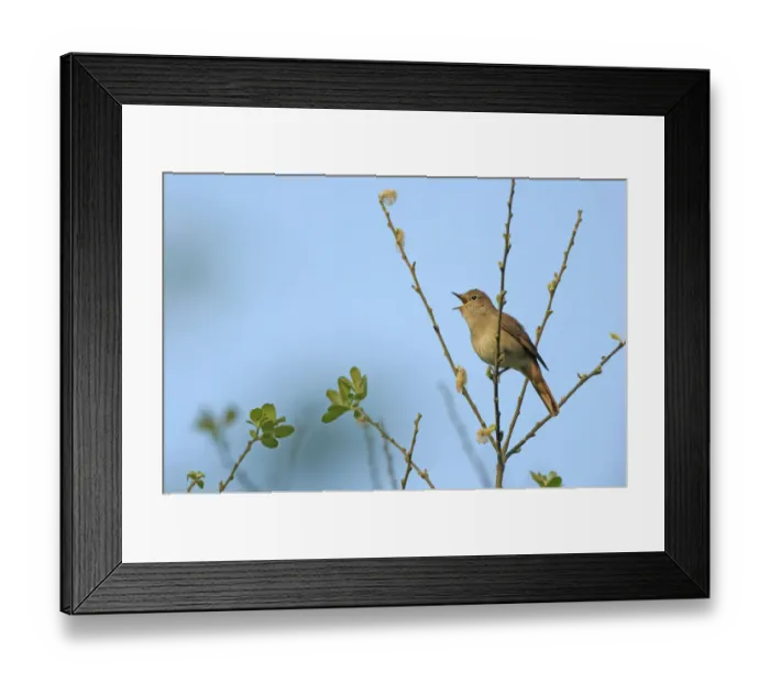 Framed Print : Common nightingale (Luscinia megarhynchos) adult perched, singing, Cambridgeshire, UK, April Framed Print : Common nightingale (Luscinia megarhynchos) adult perched, singing, Cambridgeshire, UK, April