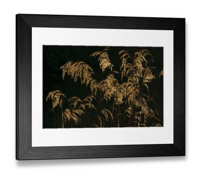 Framed Print : Common reed (Phragmites australis) in morning light, Wicken Fen, Cambridgeshire, UK, May Framed Print : Common reed (Phragmites australis) in morning light, Wicken Fen, Cambridgeshire, UK, May