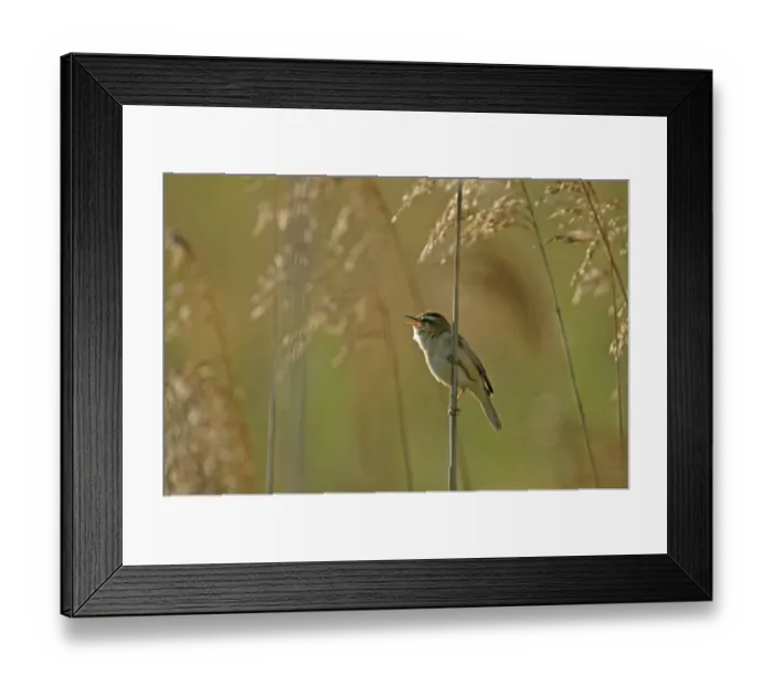 Framed Print : Sedge warbler (Acrocephalus schoenobaenus) adult singing in reedbed, Cambridgeshire Framed Print : Sedge warbler (Acrocephalus schoenobaenus) adult singing in reedbed, Cambridgeshire