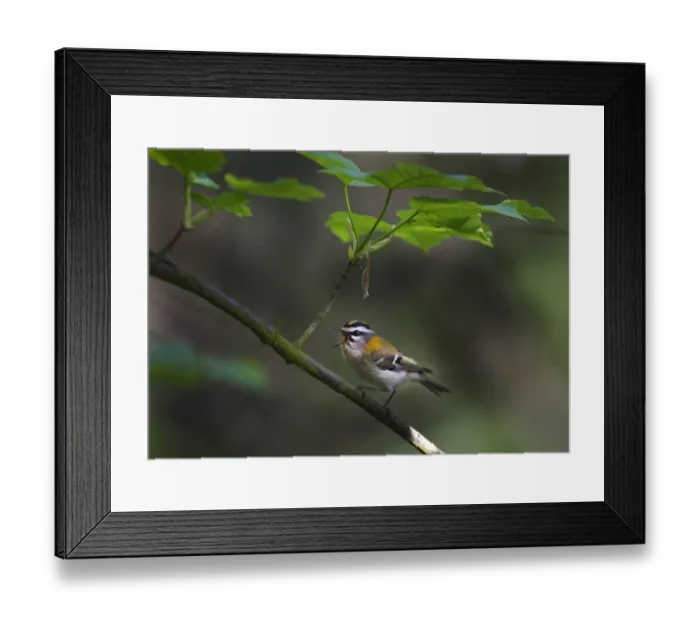 Framed Print : Firecrest (Regulus ignicapillus) male singing, Norfolk, UK, April Framed Print : Firecrest (Regulus ignicapillus) male singing, Norfolk, UK, April