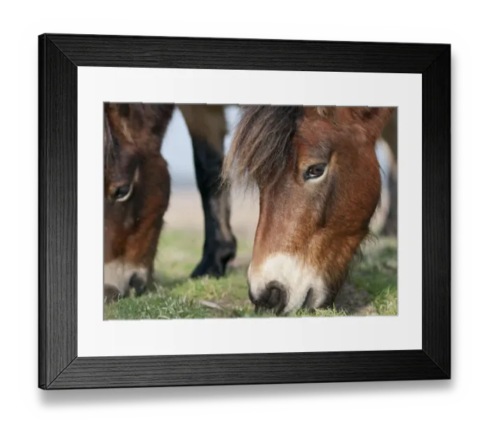 Framed Print : Exmoor Pony (Equus caballus) grazing, the ponies are used to manage grassland Framed Print : Exmoor Pony (Equus caballus) grazing, the ponies are used to manage grassland