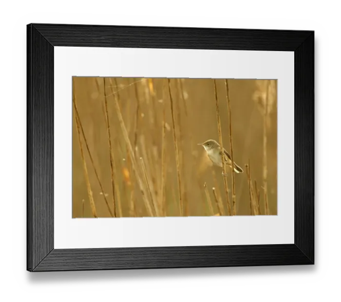 Framed Print : Reed warbler (Acrocephalus scirpaceus) adult perched in reedbed, Titchwell RSPB reserve Framed Print : Reed warbler (Acrocephalus scirpaceus) adult perched in reedbed, Titchwell RSPB reserve