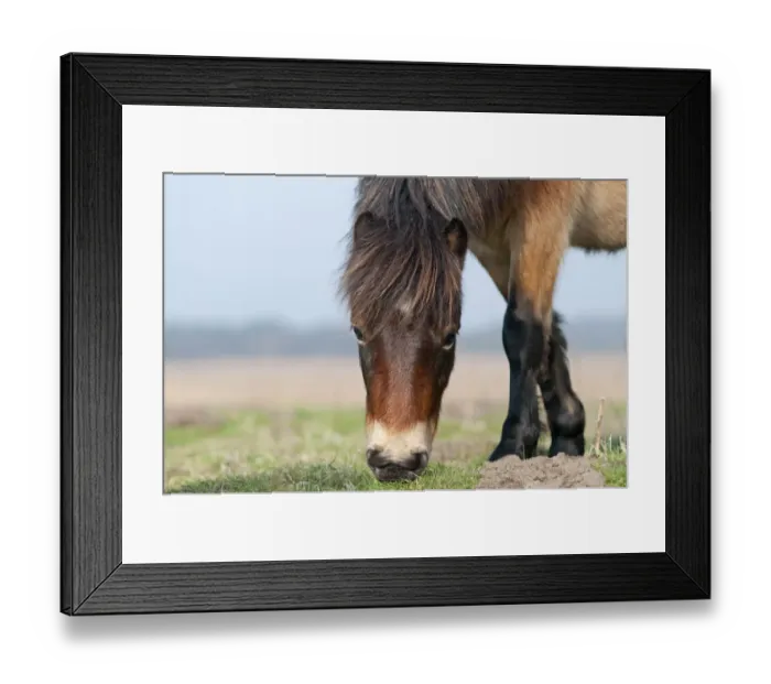 Framed Print : Exmoor Pony (Equus caballus) grazing, the ponies are used to manage grassland Framed Print : Exmoor Pony (Equus caballus) grazing, the ponies are used to manage grassland