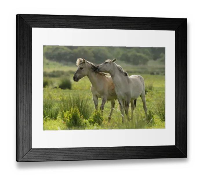 Framed Print : Konik horse (Equus caballus) mutual grooming, wild herd in rewilding project, Wicken Fen Framed Print : Konik horse (Equus caballus) mutual grooming, wild herd in rewilding project, Wicken Fen