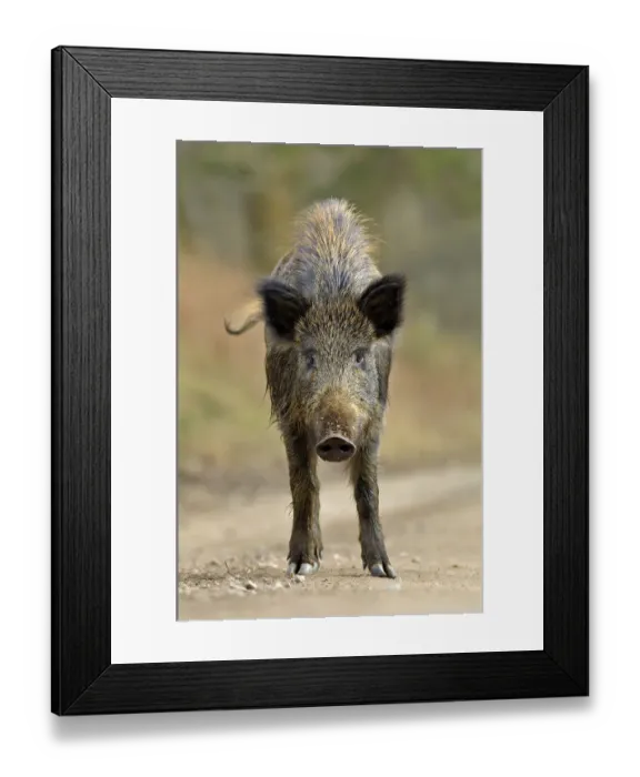 Framed Print : Wild boar (Sus scrofa) female on forest track, Forest of Dean, Gloucestershire, UK, March Framed Print : Wild boar (Sus scrofa) female on forest track, Forest of Dean, Gloucestershire, UK, March