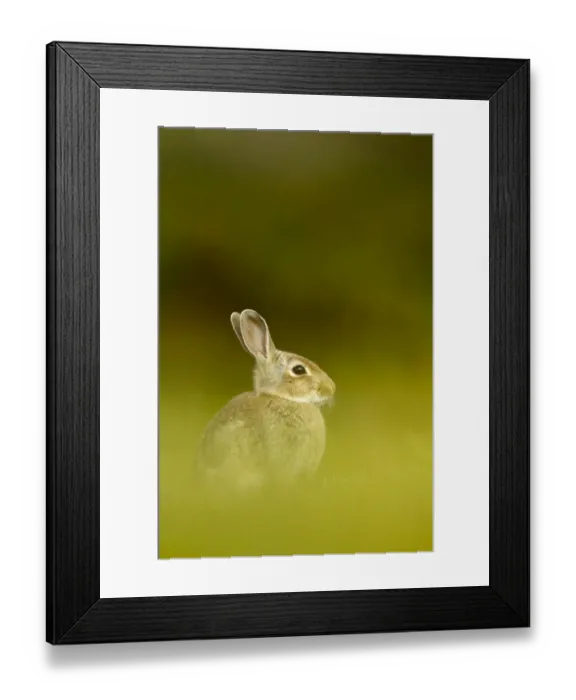 Framed Print : Young European rabbit (Oryctolagus cuniculus) sitting in long grass, Murlough Nature Reserve Framed Print : Young European rabbit (Oryctolagus cuniculus) sitting in long grass, Murlough Nature Reserve