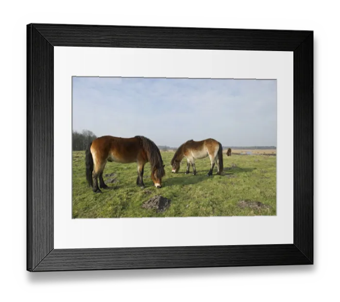 Framed Print : Exmoor Ponies (Equus caballus) grazing, the ponies are used to manage grassland Framed Print : Exmoor Ponies (Equus caballus) grazing, the ponies are used to manage grassland