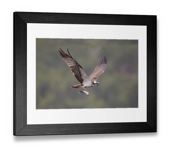 Framed Print : Osprey (Pandion haliaeetus) in flight, fishing at dawn, Rothiemurchus forest, Cairngorms NP Framed Print : Osprey (Pandion haliaeetus) in flight, fishing at dawn, Rothiemurchus forest, Cairngorms NP