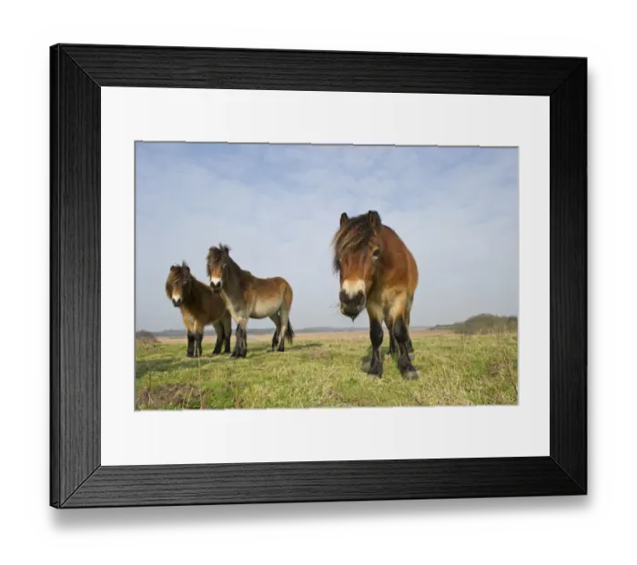Framed Print : Exmoor Ponies (Equus caballus), the ponies are used to manage grassland on the Sandlings heath Framed Print : Exmoor Ponies (Equus caballus), the ponies are used to manage grassland on the Sandlings heath