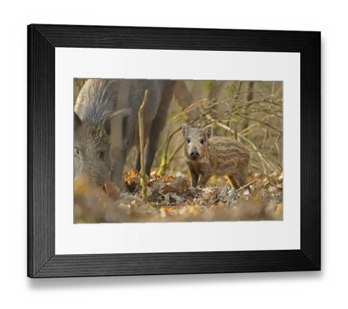 Framed Print : Wild boar (Sus scrofa) piglet and mother in forest, Forest of Dean, Gloucestershire Framed Print : Wild boar (Sus scrofa) piglet and mother in forest, Forest of Dean, Gloucestershire