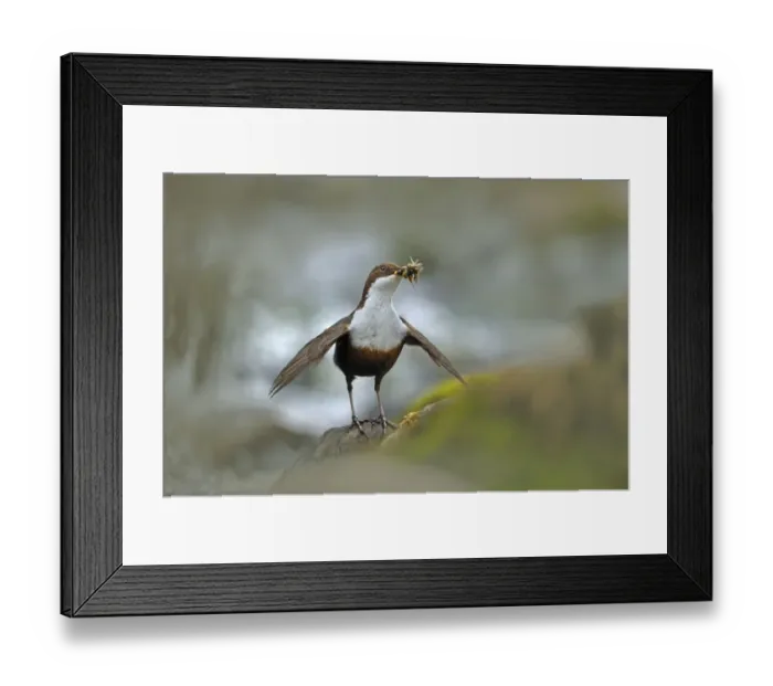 Framed Print : Dipper (Cinclus cinclus) with food for young, Brecon Beacons NP, Wales, UK, May Framed Print : Dipper (Cinclus cinclus) with food for young, Brecon Beacons NP, Wales, UK, May