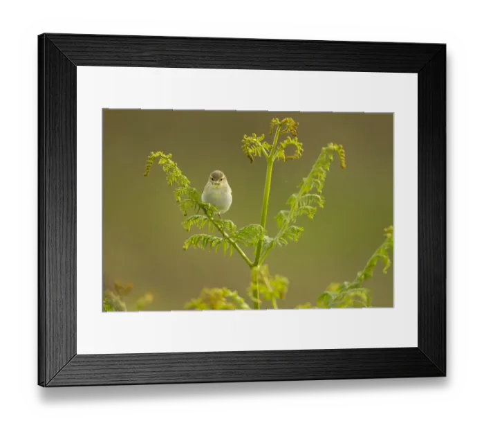 Framed Print : Willow warbler (Phylloscopus trochilus) perched on Bracken, Murlough Nature Reserve