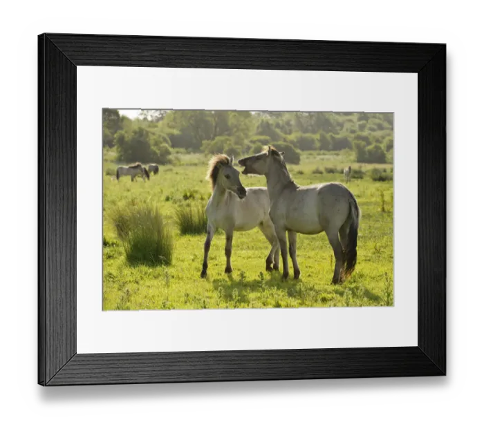 Framed Print : Konik horse (Equus caballus) pair interacting, wild herd in rewilding project, Wicken Fen Framed Print : Konik horse (Equus caballus) pair interacting, wild herd in rewilding project, Wicken Fen