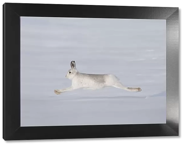 Mountain hare (Lepus timidus) in winter coat, running across snow, Cairngorms NP