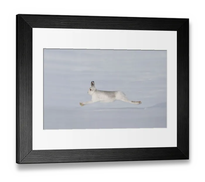 Framed Print : Mountain hare (Lepus timidus) in winter coat, running across snow, Cairngorms NP Framed Print : Mountain hare (Lepus timidus) in winter coat, running across snow, Cairngorms NP