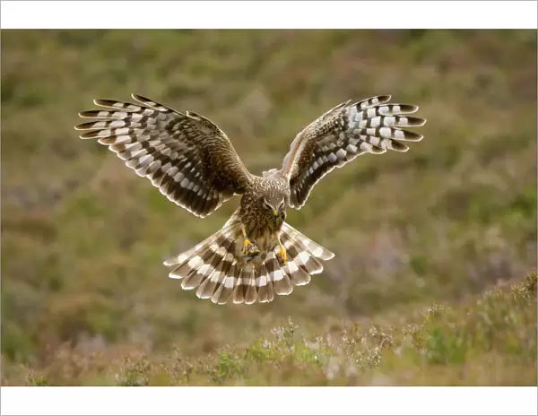 Hen harrier (Circus cyaneus) female hovering over moorland, Glen Tanar Estate, Deeside