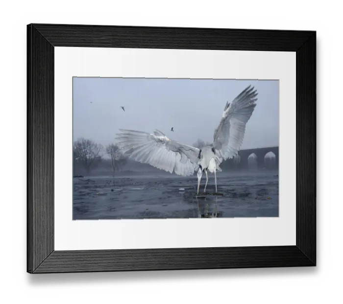 Framed Print : Grey heron (Ardea cinerea) standing on ice feeding on fish bought by visitors from supermarket Framed Print : Grey heron (Ardea cinerea) standing on ice feeding on fish bought by visitors from supermarket