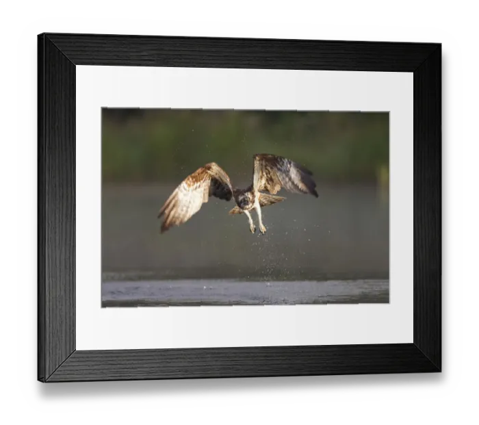 Framed Print : Osprey (Pandion haliaeetus) in flight, fishing at dawn, Rothiemurchus forest, Cairngorms NP Framed Print : Osprey (Pandion haliaeetus) in flight, fishing at dawn, Rothiemurchus forest, Cairngorms NP