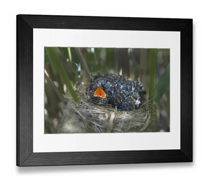 Framed Print : 12 day chick of European cuckoo (Cuculus canorus) in Reed warblers (Acrocephalus Framed Print : 12 day chick of European cuckoo (Cuculus canorus) in Reed warblers (Acrocephalus