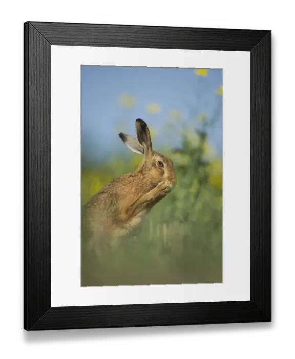 Framed Print : European brown hare (Lepus europaeus) adult grooming beside field of rapeseed, Hope Framed Print : European brown hare (Lepus europaeus) adult grooming beside field of rapeseed, Hope