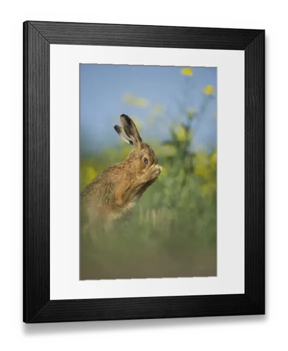 Framed Print : European brown hare (Lepus europaeus) adult grooming beside field of rapeseed, Hope Framed Print : European brown hare (Lepus europaeus) adult grooming beside field of rapeseed, Hope