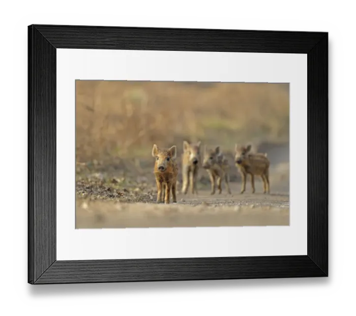 Framed Print : Wild boar (Sus scrofa) piglets, Forest of Dean, Gloucestershire, UK, March Framed Print : Wild boar (Sus scrofa) piglets, Forest of Dean, Gloucestershire, UK, March