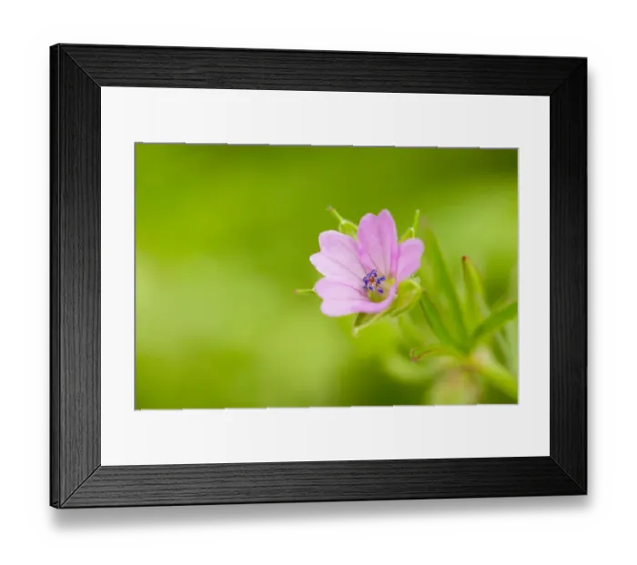 Framed Print : Cranesbill geranium (Geranium sp) flower, Montiaghs Moss, County Antrim, Northern Ireland Framed Print : Cranesbill geranium (Geranium sp) flower, Montiaghs Moss, County Antrim, Northern Ireland