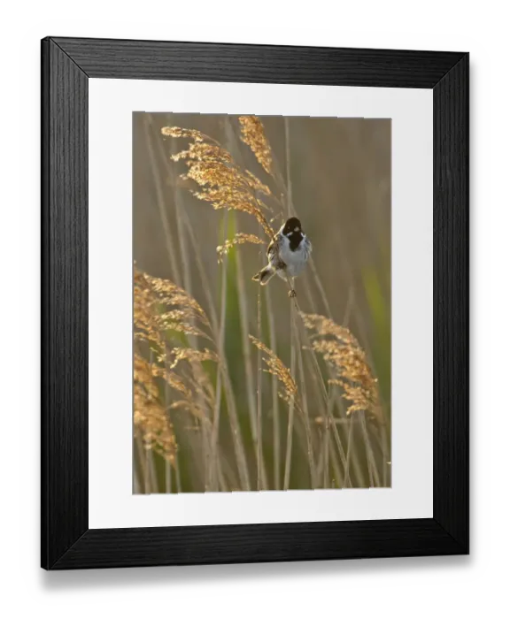 Framed Print : Reed bunting (Emberiza schoeniclus) adult male perched in reedbed, Norfolk, UK, May