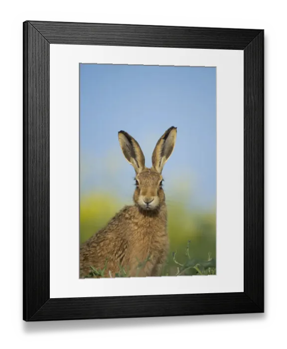 Framed Print : European brown hare (Lepus europaeus) adult portrait near field of rapeseed, Hope Farm RSPB reserve Framed Print : European brown hare (Lepus europaeus) adult portrait near field of rapeseed, Hope Farm RSPB reserve