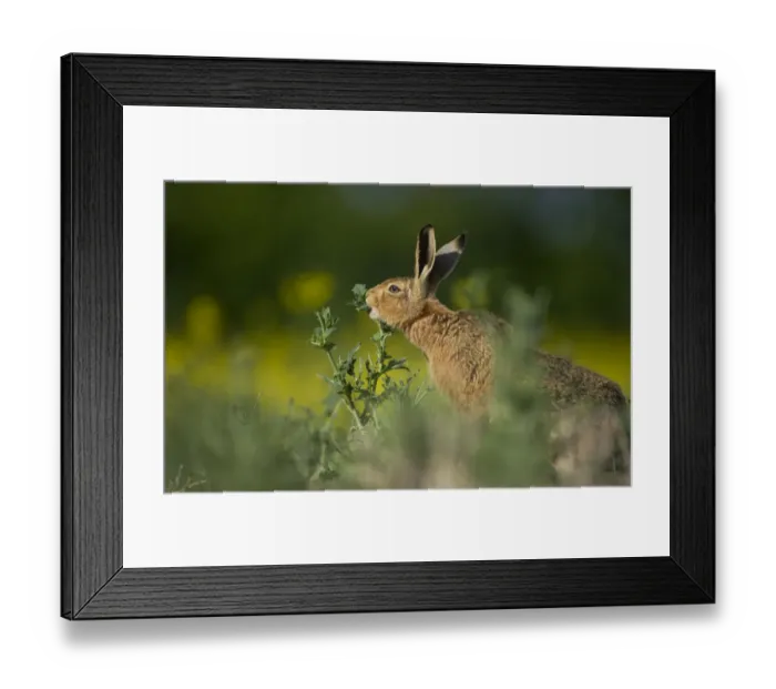 Framed Print : European brown hare (Lepus europaeus) adult feeding on fringes of rapeseed field Framed Print : European brown hare (Lepus europaeus) adult feeding on fringes of rapeseed field