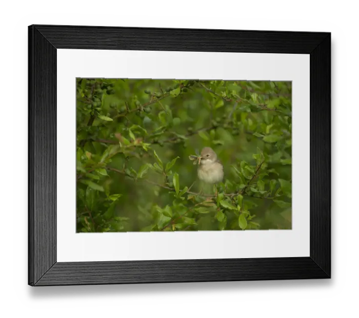 Framed Print : Whitethroat (Sylvia communis) adult perched in Blackthorn hedgerow with insect prey for young Framed Print : Whitethroat (Sylvia communis) adult perched in Blackthorn hedgerow with insect prey for young