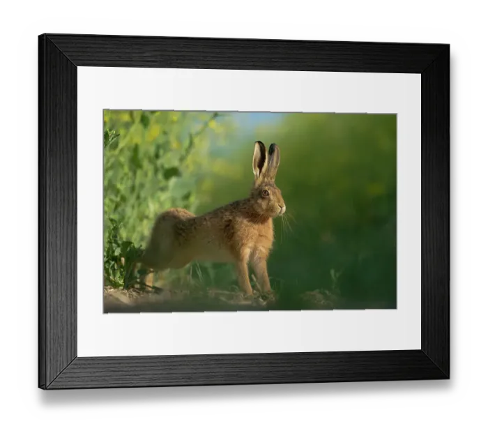Framed Print : European brown hare (Lepus europaeus) adult stretching on fringes of a field of rapeseed. Hope Farm RSPB reserve, Cambridgeshire, UK, May, sequence 3 / 4 Framed Print : European brown hare (Lepus europaeus) adult stretching on fringes of a field of rapeseed. Hope Farm RSPB reserve, Cambridgeshire, UK, May, sequence 3 / 4