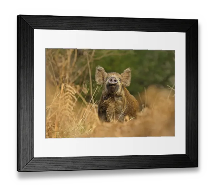 Framed Print : Wild Boar (Sus scrofa) female smelling air for scent of human, Forest of Dean, Gloucestershire Framed Print : Wild Boar (Sus scrofa) female smelling air for scent of human, Forest of Dean, Gloucestershire