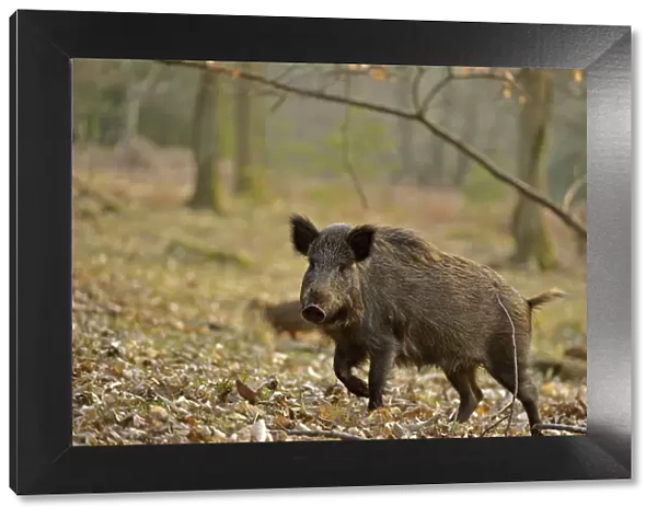 Wild boar (Sus scrofa) female moving through forest, defensive of piglets, Forest of Dean